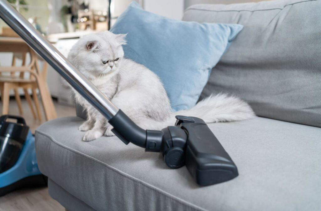 A grey, fluffy cat sitting on the couch, watching a professional cleaner vacuum the cushions.