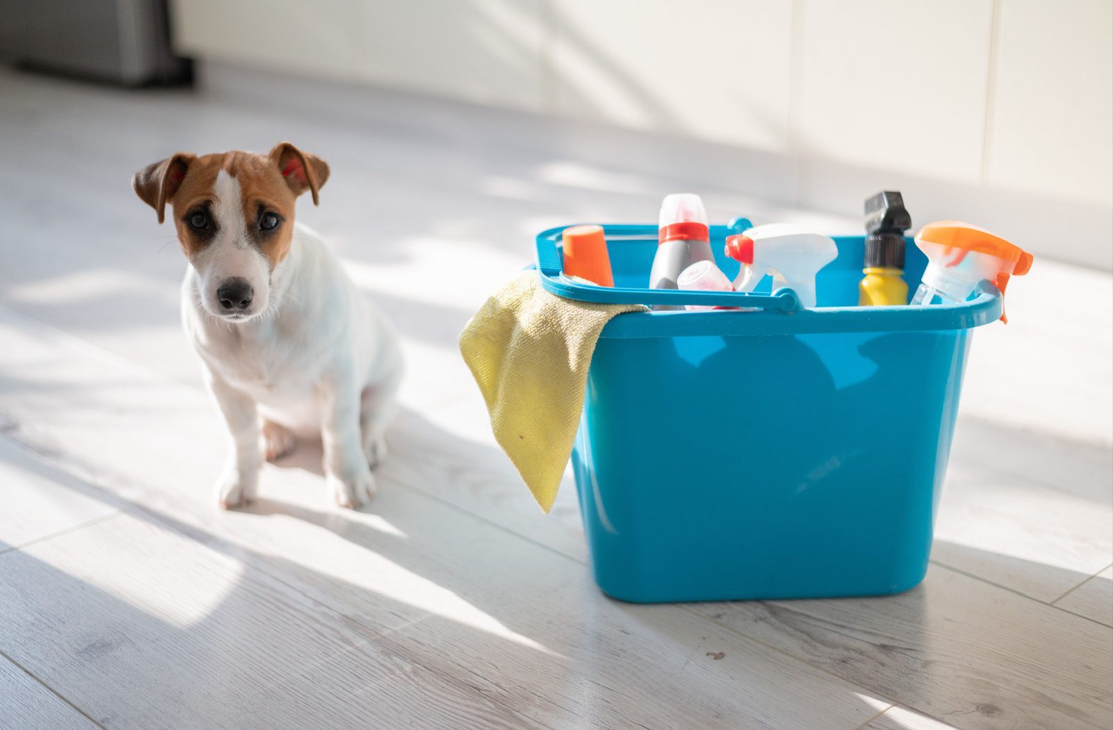 A small puppy sitting on the floor beside a blue bucket of pet-friendly cleaning supplies.
