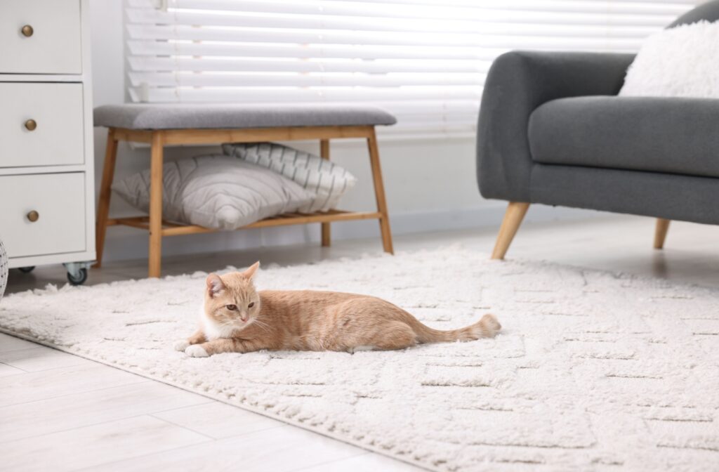 Cat sitting on a white rug in a home setting.